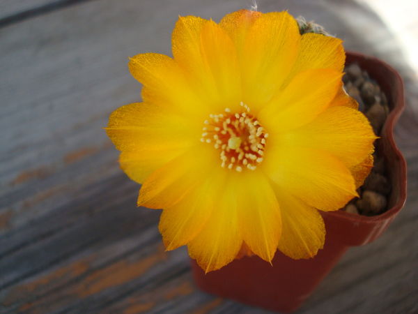 Наталья Влади