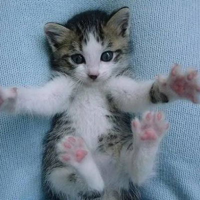 Регина Шмидт