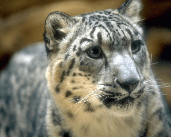 Светлана Кузнецова