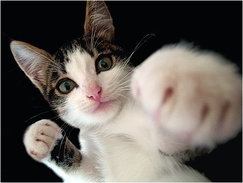 Невада Центр