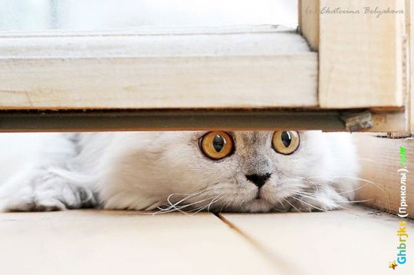 {{Ксюшик**** Ксюшик}}