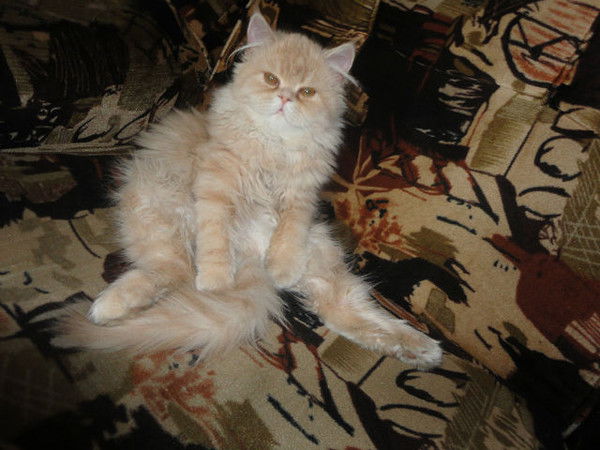 Александр Левский