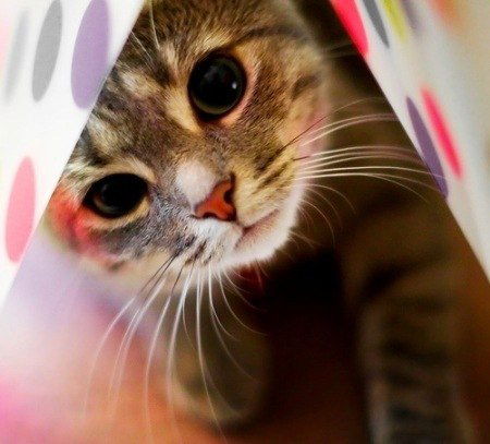 Нина Иванова