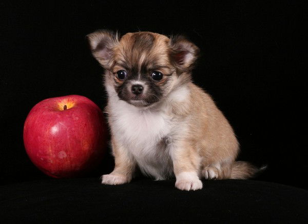 Галина Ярмолич