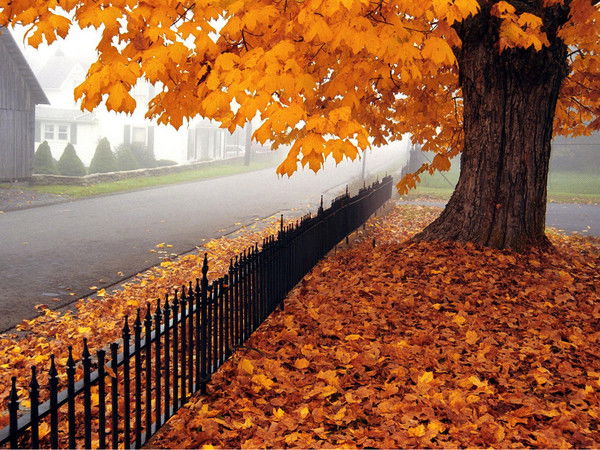 Вера Седина