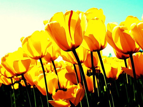 Мира Оразалина