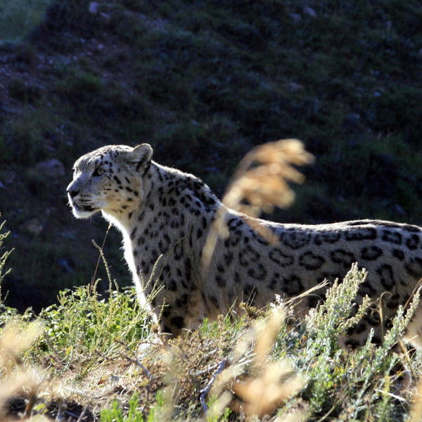 Наука Иле- Алатау Парк Иле-Алатау