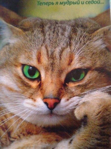 Лидия Наталич