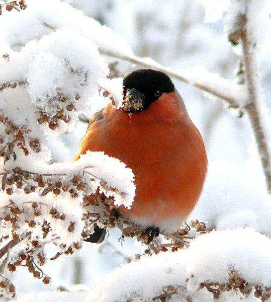 Ольга Холодова