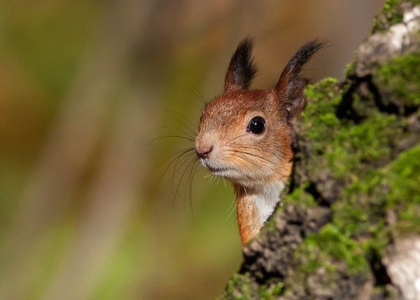 Мария Шестакова