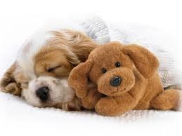 Дмитрий Андреев