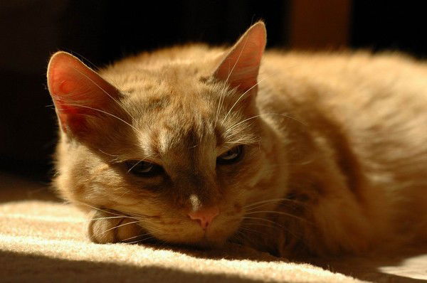 Светлана Исаенко