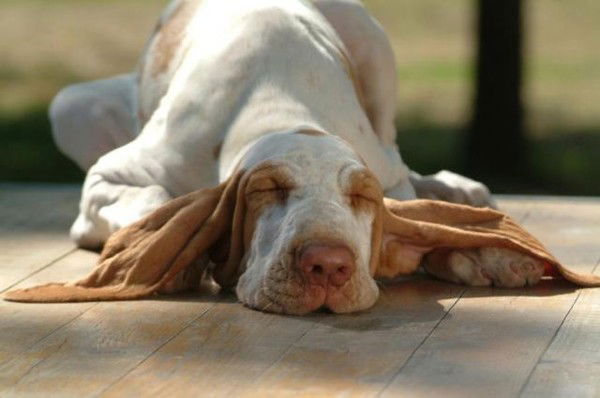 Лёша Волохатых