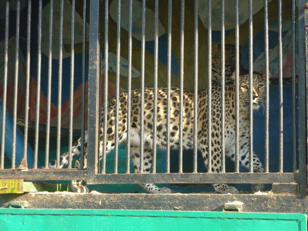 Макс Косарев