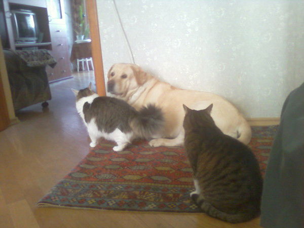 Елена Шамилова