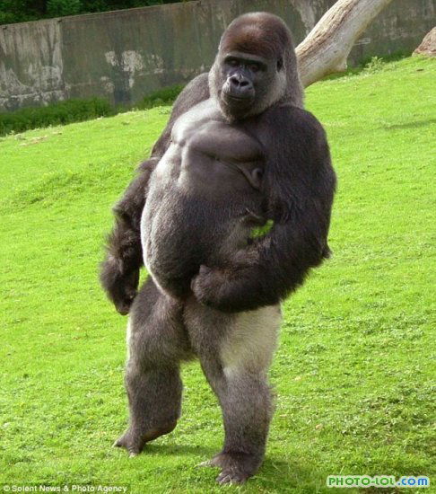 Игорь Харченко