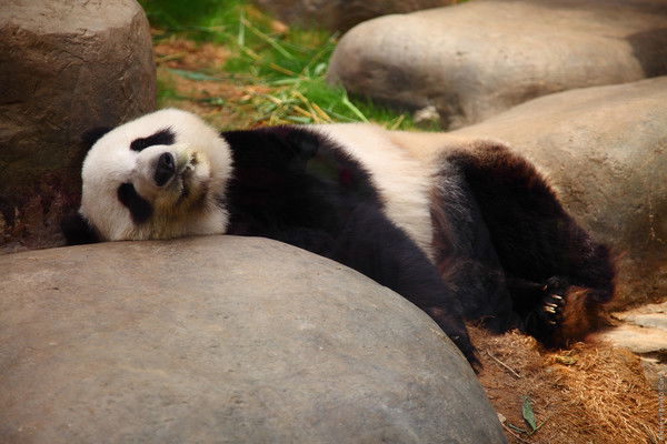 Рустам Мерзоев