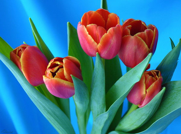 Гульнара Джаналиева