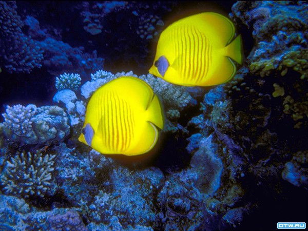 Неизвестно Неизвестно