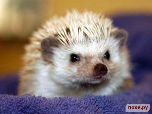 Ольга Жданова