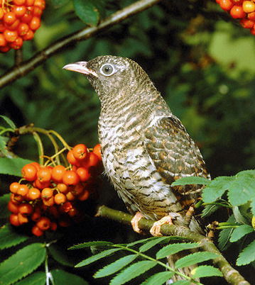 Татьяна Чувашова