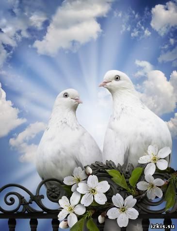 Жанна Пфафенгут