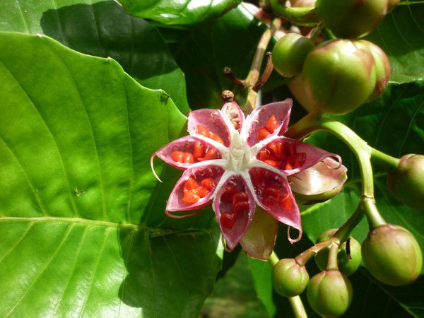 Ирина Матуева