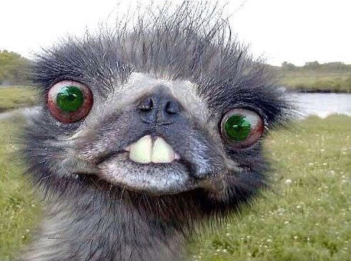 Ветка Качур