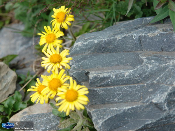 Елена Назарова