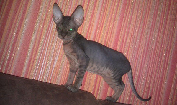 Галина Ховайко