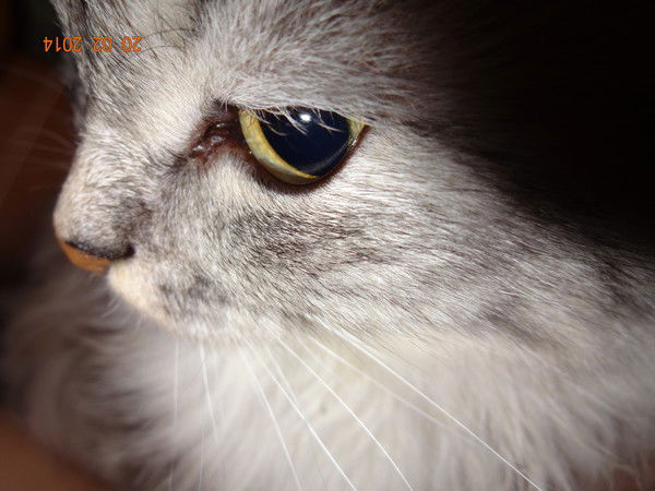 Михаил Долгов