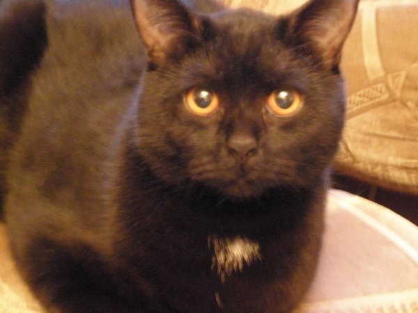 Дмитрий Понятов