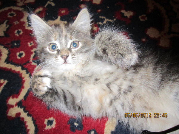 Евгений Боков