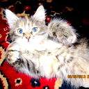 Евгений Боков
