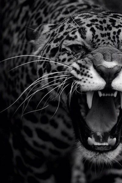 Анжелика Федотова