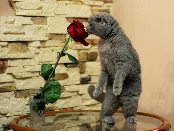 Дамира Ахмадеева