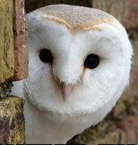 Игорь Крутолапов