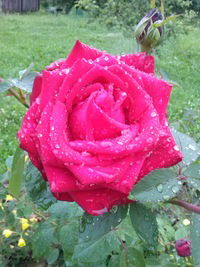 Инга Цветкова