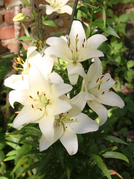 Жанар Медетбаева