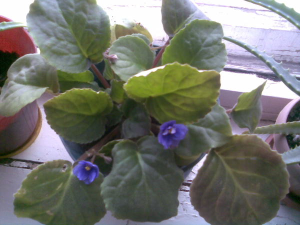 Сания Назырова