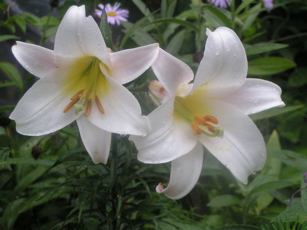 Лилия Мифтахова