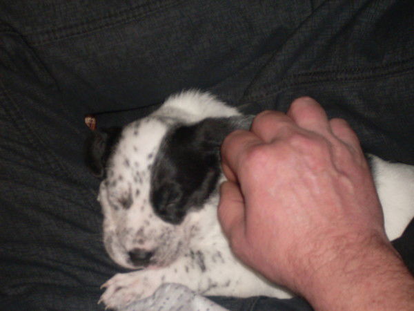 Полина Голованова