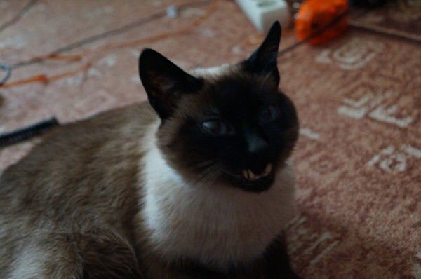 Марина Горшкова