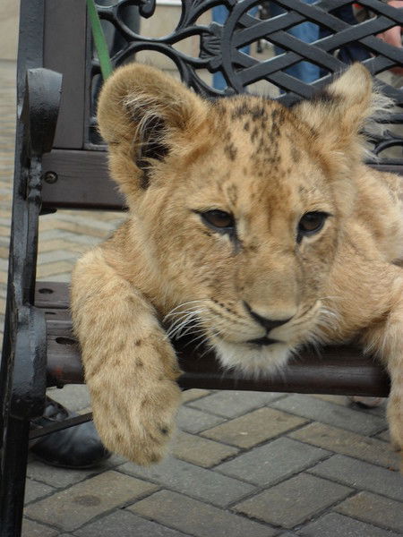 Михаил Макаров