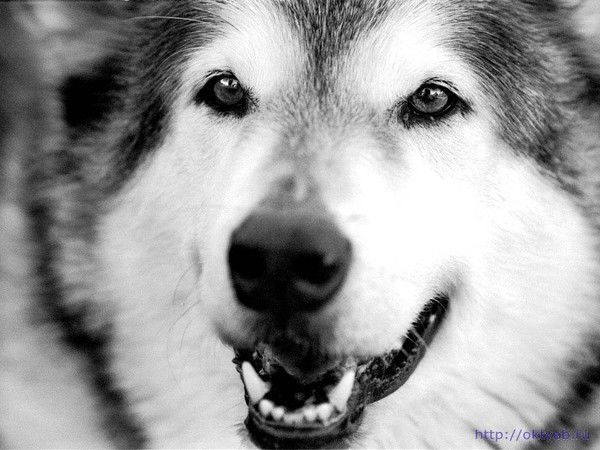 Иршат Салахов