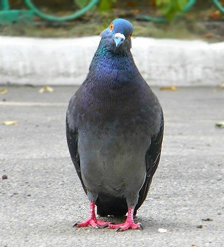 Никита Иванов