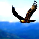 Black Kite