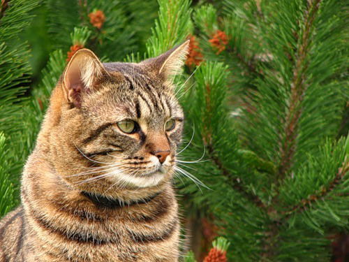 Светлана Кабалоева