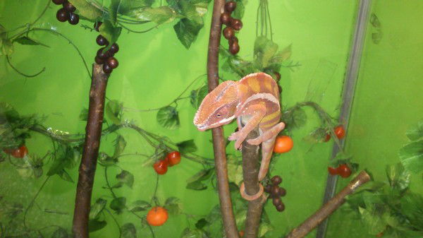 Александр Хе