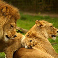 Лео Безобидный